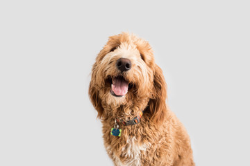 Golden Doodle Dog Isolated