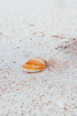 Fototapeta na wymiar Small shell of Cockles clam on white sand beach, Okinawa, Japan