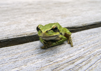 Pacific tree frog (Pseudacris regilla)
Macro photo of a tree frog visiting on my picnic table.