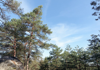 Rocher des Princes rock in Fontainebleau forest