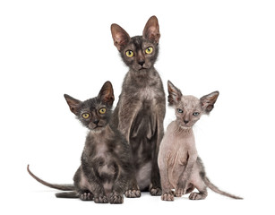 Lykoi cat, 7 months old, also called the Werewolf cat against wh