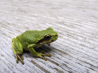 Pacific tree frog (Pseudacris regilla)
Macro photo of a tree frog visiting on my picnic table.