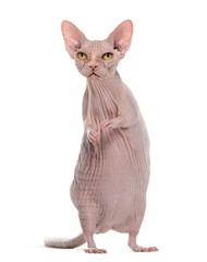 Obraz premium chimera with Angry hairless Sphinx cat and rat's body against white background