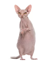Papier Peint photo Lavable Chat chimera with Angry hairless Sphinx cat and rat's body against white background