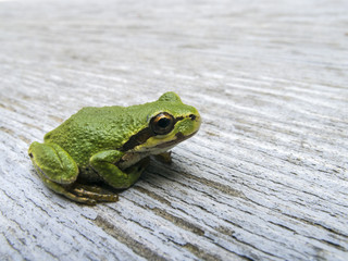 Pacific tree frog (Pseudacris regilla)
Macro photo of a tree frog visiting on my picnic table.