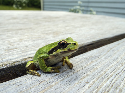 Pacific tree frog (Pseudacris regilla)
Macro photo of a tree frog visiting on my picnic table.