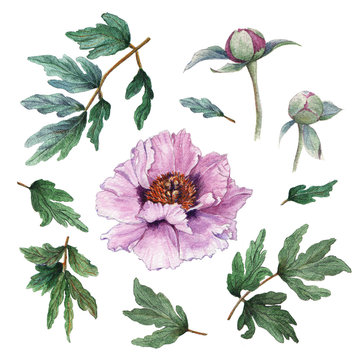 Hand painted floral elements set of flowers. Watercolor botanical illustration of peony flowers, buds and leaves.