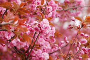 Flowering sakura - flowers of Japanese cherry. Good pink background