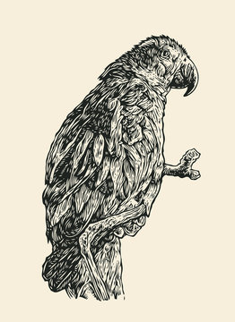 Parrot On A Branch. Engraving Style. Vector Illustration.