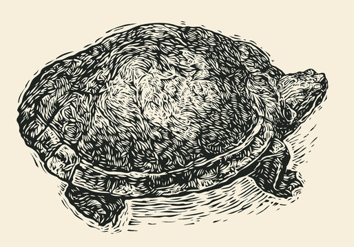 Turtle. Engraving Style. Vector Illustration.