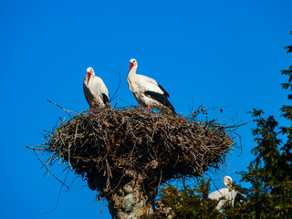 Beautiful white storks in the nest on blue sky backgroung, springtime