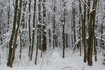 Fototapeta premium Blizzard in park white trees landscape