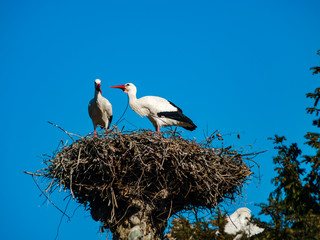 Beautiful white storks in the nest on blue sky backgroung, springtime