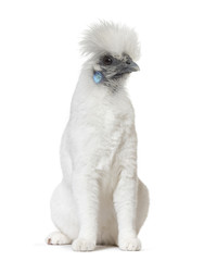 White mixed-breed cat with head of a White Silkie hen against wh