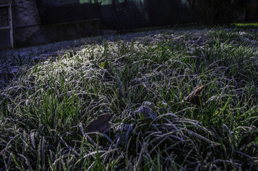 Obraz premium Macro Foglie erba brinate