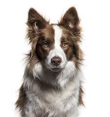 Border Collie, 1 year old, portrait against white background