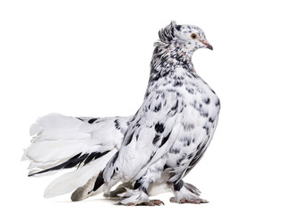 English Fantail pigeon standing against white background