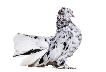 English Fantail pigeon portrait against white background © Eric Isselée