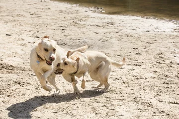 Fototapeten Spelende labrador pups rennen net het water uit, de druppels vliegen in het rond. © renatepeppenster