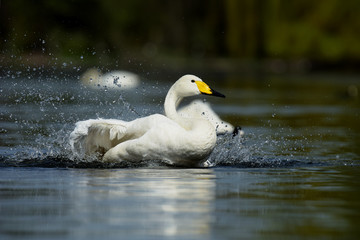 Whooper Swan, Swans, Cygnus cygnus