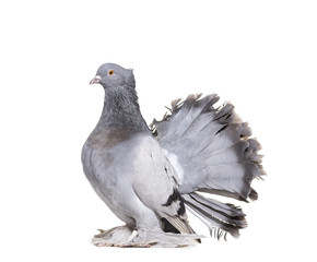 English Fantail pigeon against white background
