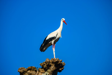 Beautiful white storks in the nest on blue sky backgroung, springtime