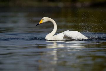 Whooper Swan, Swans, Cygnus cygnus