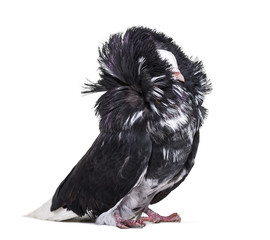 Jacobin pigeon or capucin pigeon against white background