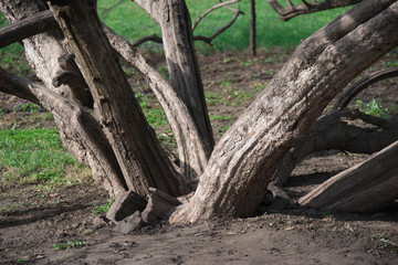 Fototapeta na wymiar Tree at the base