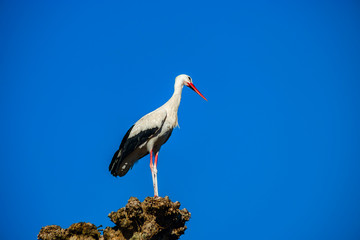 Beautiful white storks in the nest on blue sky backgroung, springtime