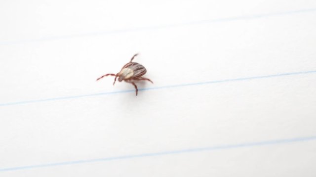 Dermacentor. Hard tick lying on its back upside down, turns over, and crawls away out of frame on white background.