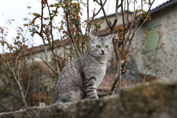 Chat perché aux oreilles dressées