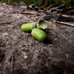 Acorn