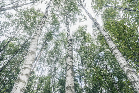 Fototapeta birch forest trees