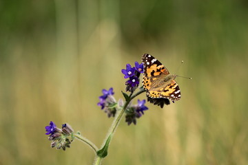 Distelfalter Vanessa cardui auf lila Blüte