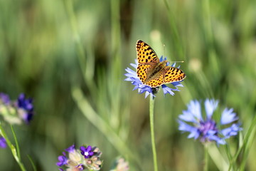 Schmetterling auf einer Kornblume auf einer Wiese