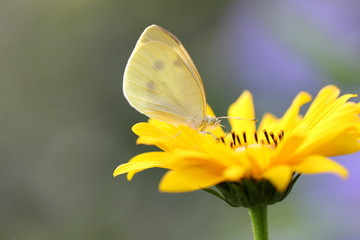Schmetterling Kleiner Kohlweißling auf gelber Blüte 