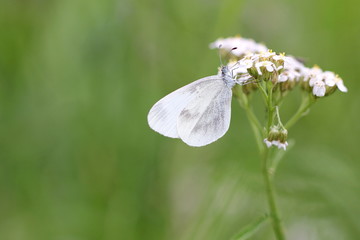 weißer Schmetterling auf weißer Blüte