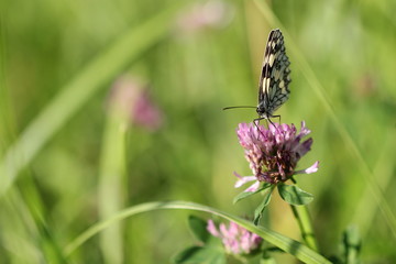 Schmetterling Schachbrettfalter  auf einer Kleeblüte