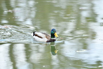 Herd of wildlife ducks swimming and settling on the water