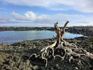 Gnarled stump with twisted roots upon black rugged lava rock coast