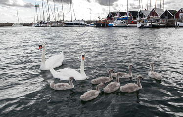 Obraz premium Swan family in a marina. People and nature.