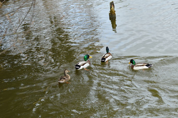 Herd of wildlife ducks swimming and settling on the water