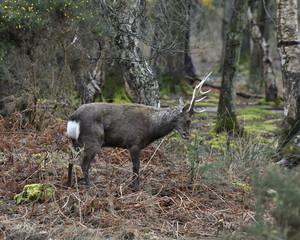 Sikha deer