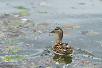 Herd of wildlife ducks swimming and settling on the water