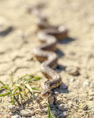 Pacific Gopher Snake (Pituophis catenifer catenifer) slithering across a hiking trail. Dublin Hills Regional Park, Alameda County, California, USA.