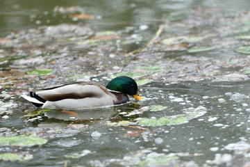 Herd of wildlife ducks swimming and settling on the water