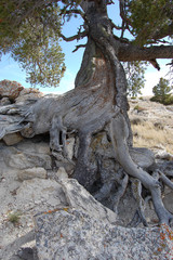Obraz premium gnarled tree growing in rocks