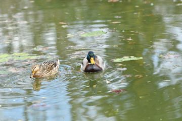 Herd of wildlife ducks swimming and settling on the water