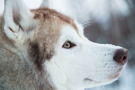 Close-up image of husky head. Profile Portrait of dog breed Siberian husky in winter forest.